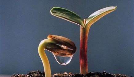 La stabilità di un albero dipende dalla forza delle sue radici